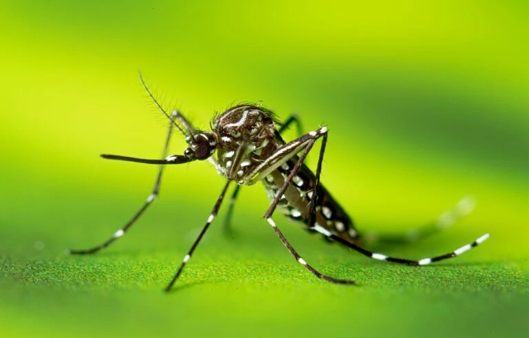 Aedes Aegypti Foto: CDC/Lauren Bishop; Brandon Clifton